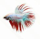 A vibrant multicolor male crowntail betta fish with flowing red and turquoise fan-like fins