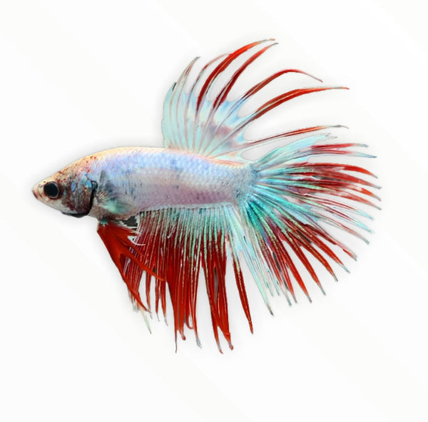 Crowntail Betta Male - Multicolor - AquaticMotiv