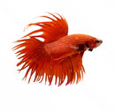 A vibrant orange crowntail betta male with flowing feathery fins and a patterned body