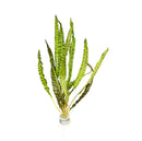 Crypt Balansae artificial green aquatic plant with pointed leaves