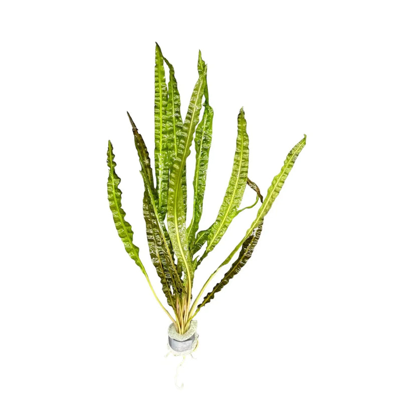 Crypt balansae Flowing Ribbon Leaves Background Plant