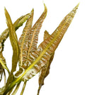 Crypt Balansae green aquatic plant with serrated glossy edges