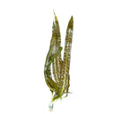 Crypt Balansae green aquatic plant with long slender leaves and root base