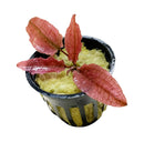 Crypt Pink Flamingo Pot with red green variegated leaf plant