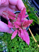 Red leafy Crypt Pink Flamingo plant in black pot with wooden supports