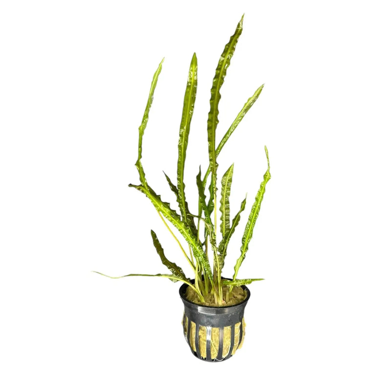 snake plant in aquarium Cryptocoryne Balansae Tall Flowing Background Plant