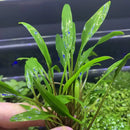 Cryptocoryne Lucens green aquatic plant with blue speckles, aquarium-safe