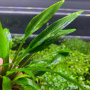 Cryptocoryne Lucens - AquaticMotiv