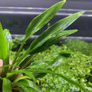 Green leafy Vallisneria aquatic plant with water droplets