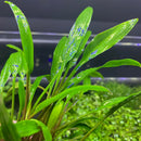 Cryptocoryne Lucens - AquaticMotiv