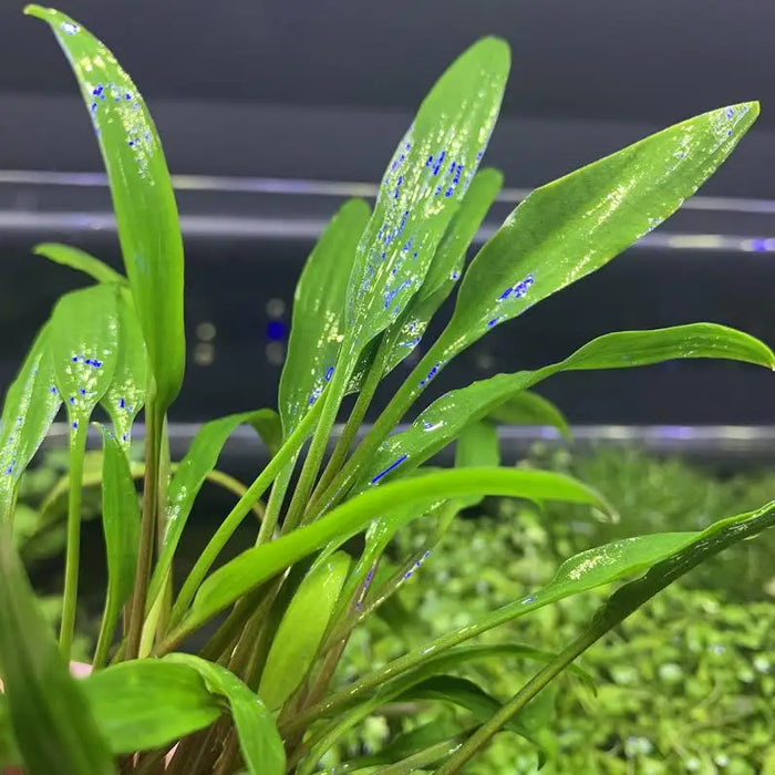 Cryptocoryne Lucens Compact Foreground Plant