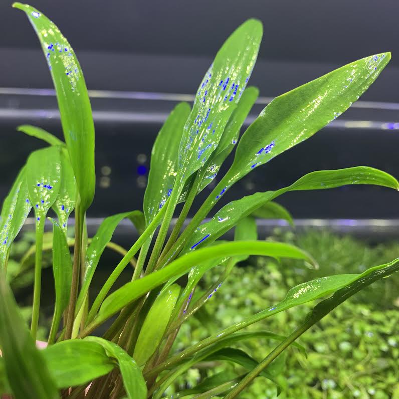 Cryptocoryne Lucens - AquaticMotiv