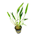Green Cryptocoryne Lucens aquatic plant in black pot for aquariums