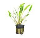 Cryptocoryne Lucens green aquatic plant in black mesh pot for aquariums
