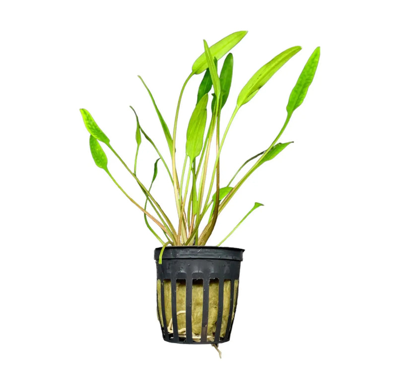 Cryptocoryne Lucens green aquatic plant in black mesh pot for aquariums