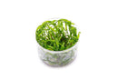 Cryptocoryne Lucens UNS Tissue Culture - AquaticMotiv