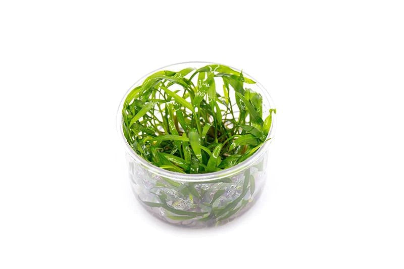 Cryptocoryne Lucens UNS Tissue Culture - AquaticMotiv