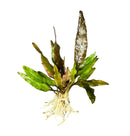 Cryptocoryne Lutea green aquatic plant with broad leaves and roots for aquariums