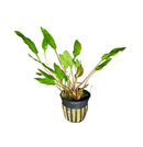 Cryptocoryne Lutea Pot with green leafy aquatic plant in striped pot