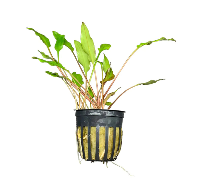 Cryptocoryne Lutea pot with green aquatic plant in gold-rimmed black pot