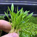 Cryptocoryne Parva Pot: green aquatic plant with delicate leaves and roots
