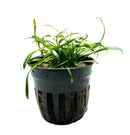 Black plastic hydroponic pot with Cryptocoryne Parva aquatic plant