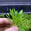 Hand holding Cryptocoryne Parva Pot with green pointed leaves on lit background