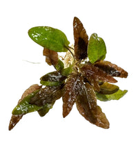 Cryptocoryne Wendtii Bronze green aquarium plant with brown roots