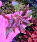 Cryptocoryne Wendtii 'Bronze' - [AquaticMotiv]