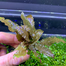 Cryptocoryne Wendtii 'Bronze' - AquaticMotiv