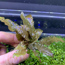 Cryptocoryne Wendtii Bronze green leafy aquatic plant with water droplets