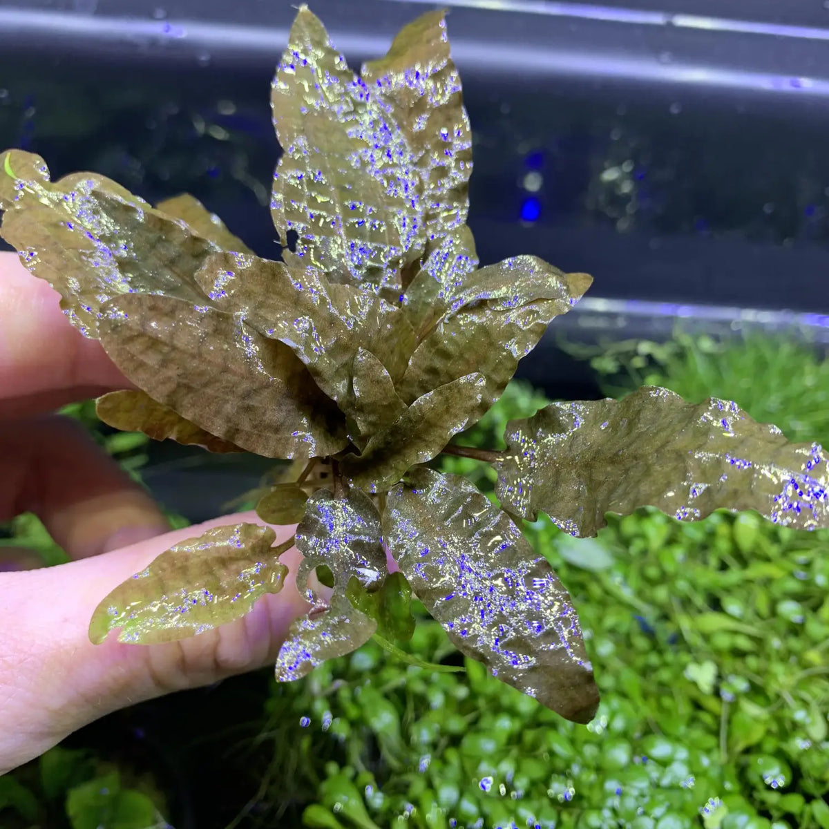 Cryptocoryne Wendtii Bronze Warm Tone Midground Plant | Aquatic Motiv