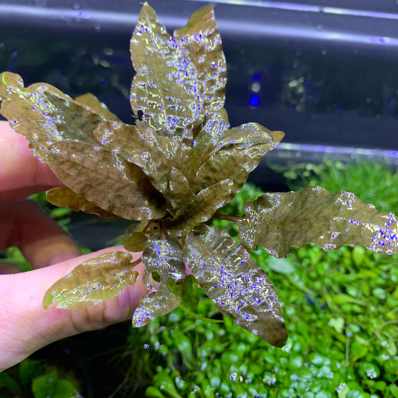 Cryptocoryne Wendtii 'Bronze' - AquaticMotiv