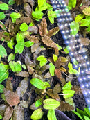 Cryptocoryne Wendtii 'Bronze' - [AquaticMotiv]