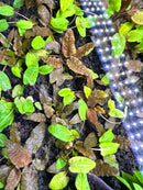 LED grow light strip with white and blue lights for Cryptocoryne Wendtii Bronze