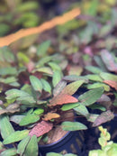 Cryptocoryne Wendtii Bronze plant in black pot with red yellow leaves