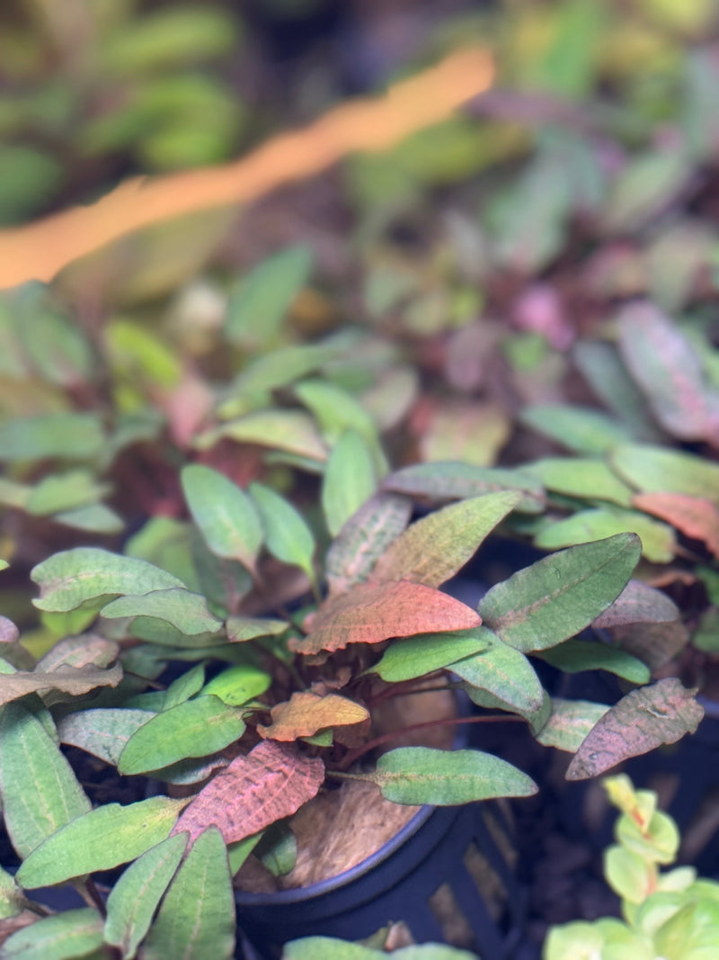 Cryptocoryne Wendtii 'Bronze' - [AquaticMotiv]