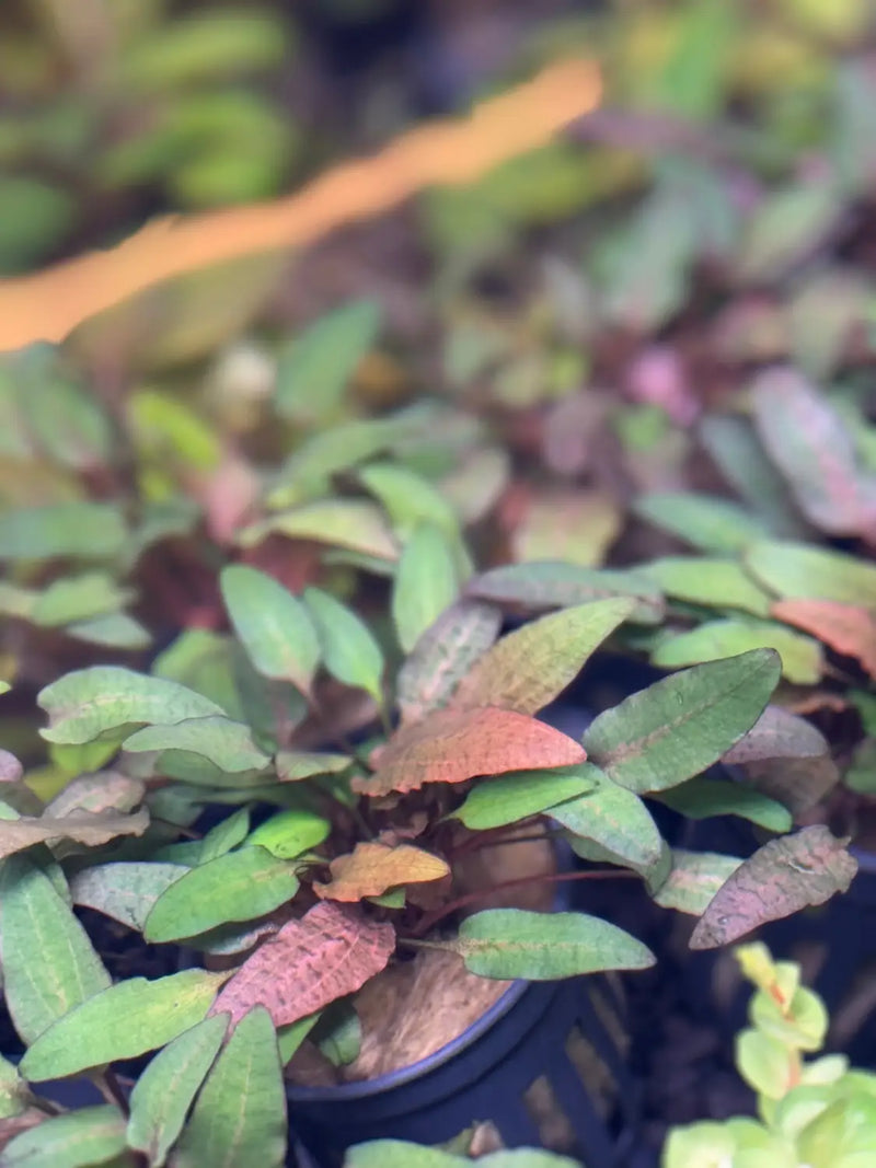 Cryptocoryne Wendtii Bronze Warm Tone Midground Plant | Aquatic Motiv