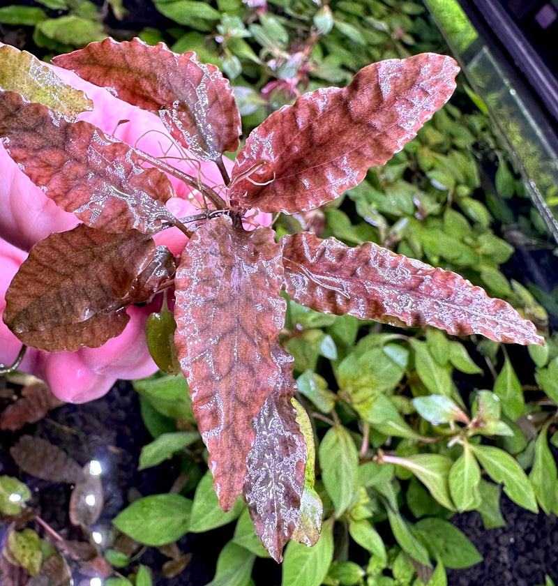 Cryptocoryne Wendtii 'Bronze' - [AquaticMotiv]
