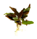 Cryptocoryne Wendtii 'Bronze' - [AquaticMotiv]