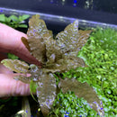 Cryptocoryne Wendtii Bronze replica with brown leaves and water droplets