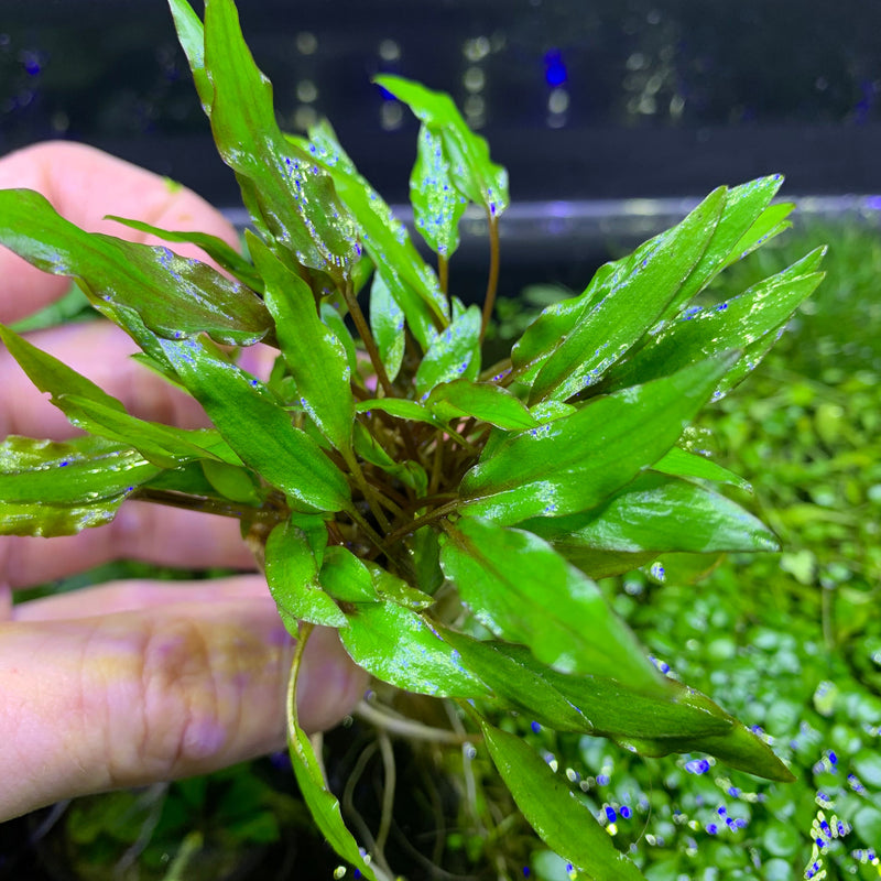 Cryptocoryne Wendtii 'Green' - AquaticMotiv
