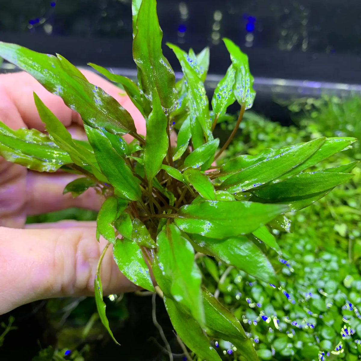 は*お様 Cryptocoryne sp. philippines min-2【 Cryptocoryne Wendtii Green Classic Aquascaping Plant | Aquatic Motiv