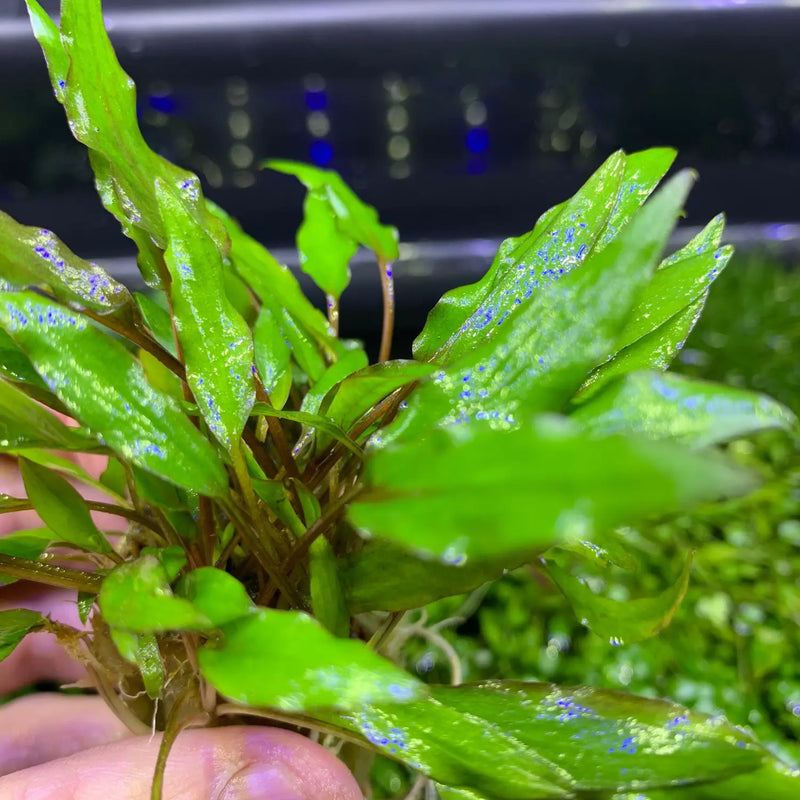 cryptocoryne plants Cryptocoryne Wendtii 'Green'