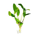 Cryptocoryne Wendtii Green: broad-leafed aquarium plant with white roots