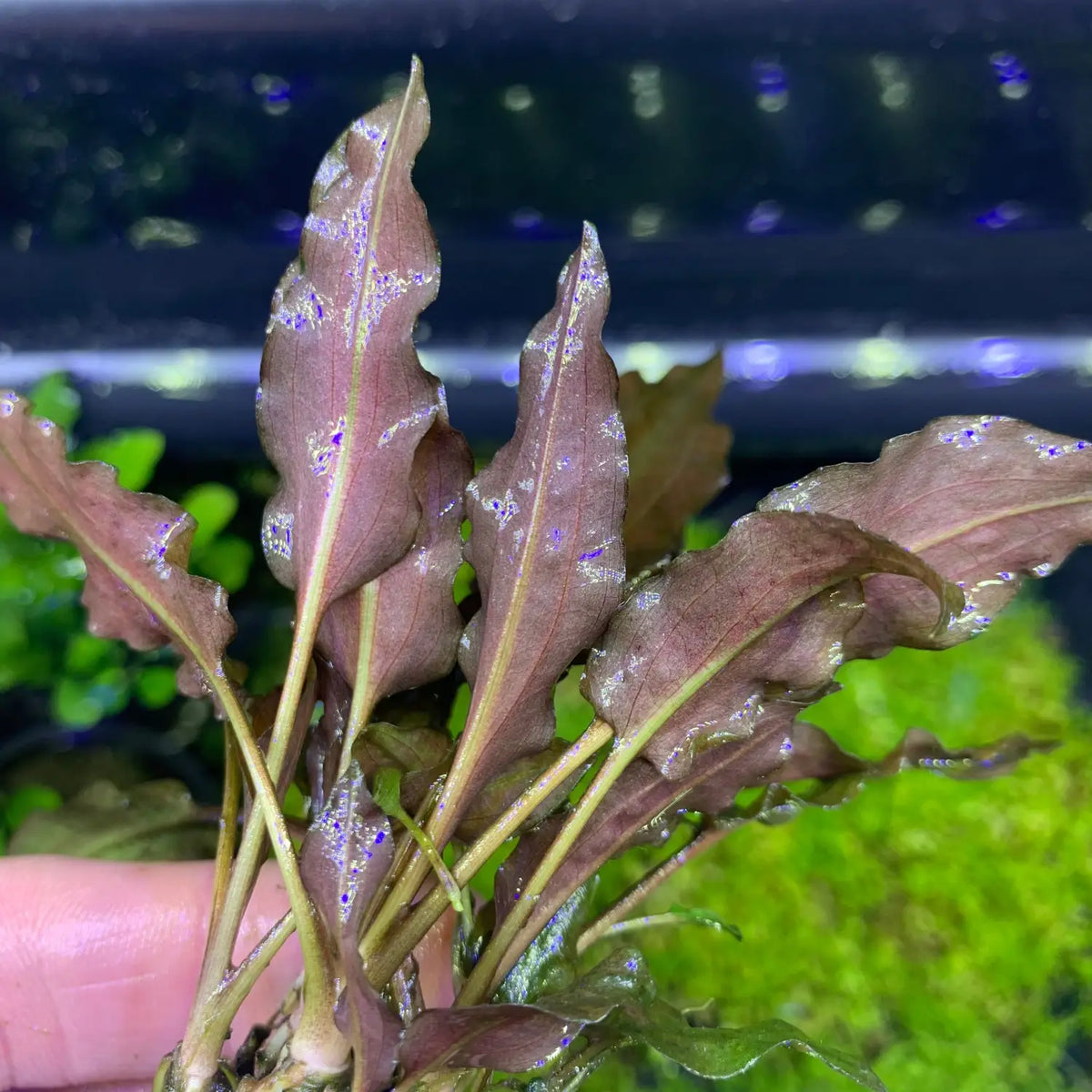 Cryptocoryne Wendtii Red Vibrant Aquatic Plant