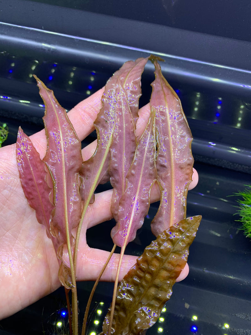 Cryptocoryne Wendtii 'Red' - AquaticMotiv