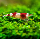 A vibrant red and white crystal red shrimp with translucent segments resting on green aquatic moss