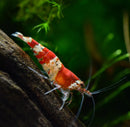 A vibrant red and white crystal red shrimp with translucent legs perched on dark textured driftwood