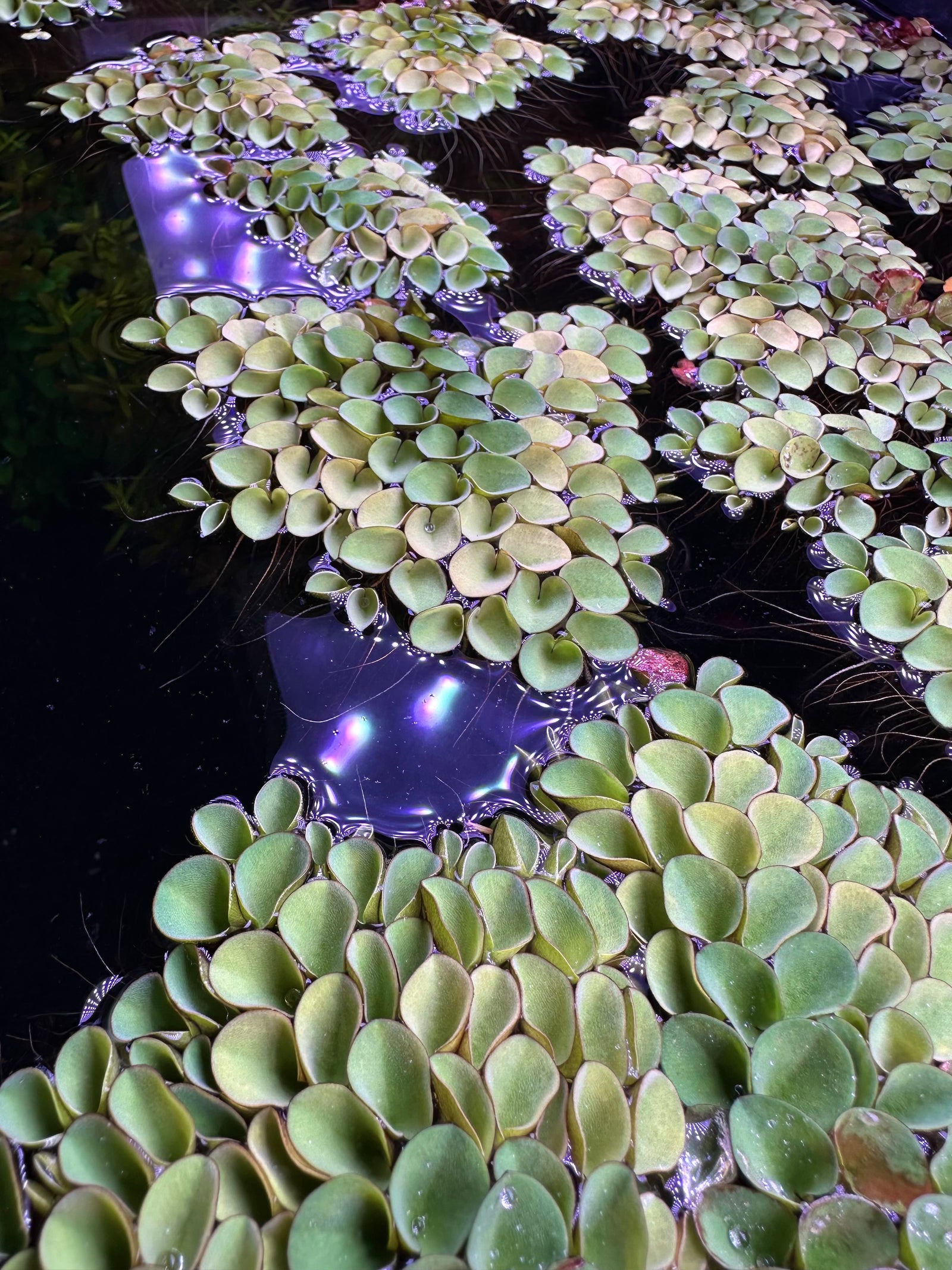 Salvinia Cucullata | AquaticMotiv